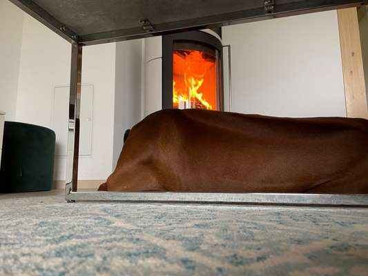 Rhodesian Ridgeback-Beitrag-Bild