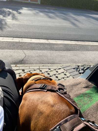 Rhodesian Ridgeback-Beitrag-Bild