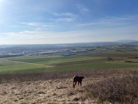 Rhodesian Ridgeback-Beitrag-Bild