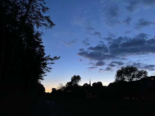 Rhodesian Ridgeback-Beitrag-Bild