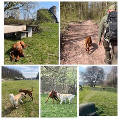 Rhodesian Ridgeback-Beitrag-Bild