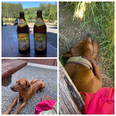 Rhodesian Ridgeback-Beitrag-Bild