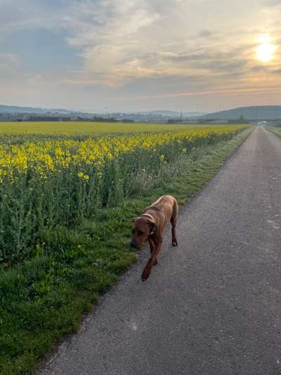 Rhodesian Ridgeback-Beitrag-Bild