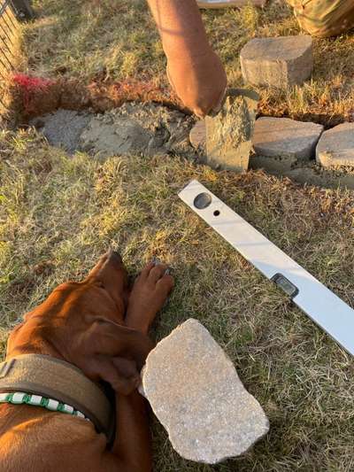 Rhodesian Ridgeback-Beitrag-Bild