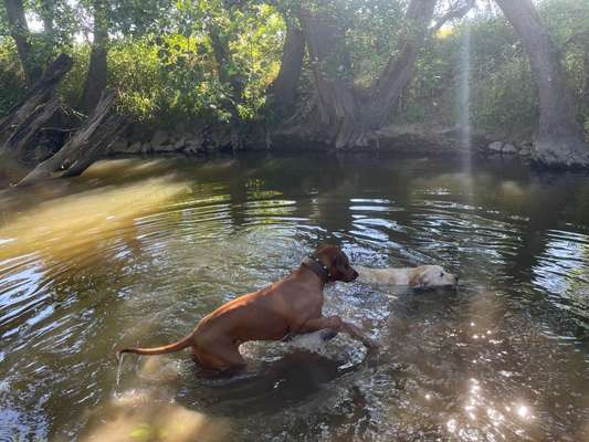 Rhodesian Ridgeback-Beitrag-Bild