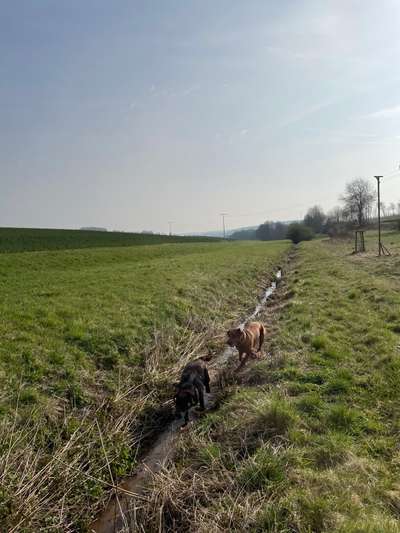 Rhodesian Ridgeback-Beitrag-Bild