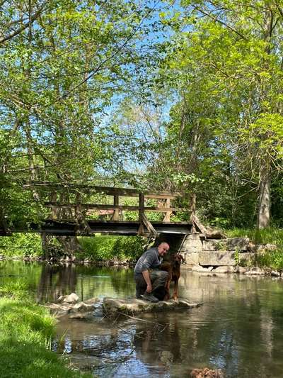 Rhodesian Ridgeback-Beitrag-Bild