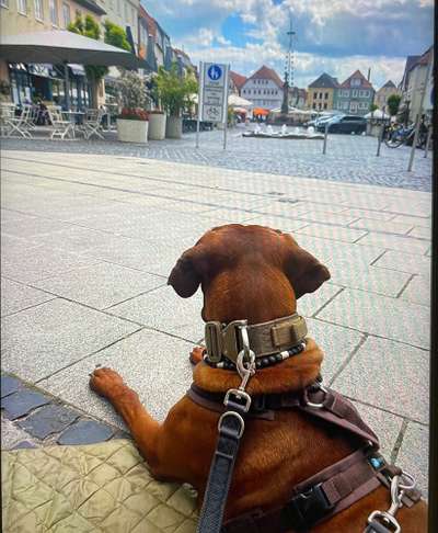 Rhodesian Ridgeback-Beitrag-Bild