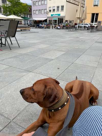 Rhodesian Ridgeback-Beitrag-Bild