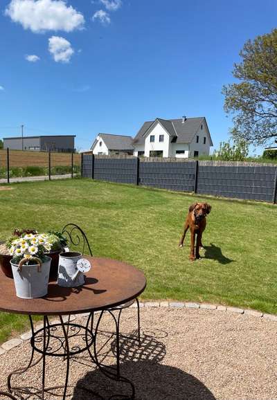 Rhodesian Ridgeback-Beitrag-Bild