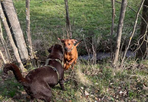Rhodesian Ridgeback-Beitrag-Bild