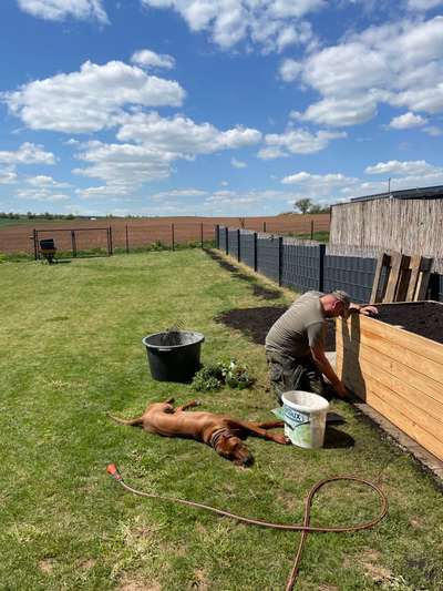 Rhodesian Ridgeback-Beitrag-Bild