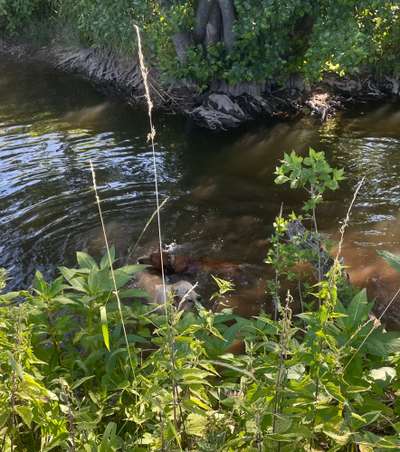 Rhodesian Ridgeback-Beitrag-Bild