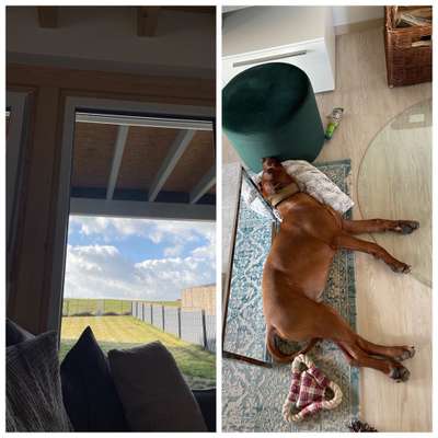 Rhodesian Ridgeback-Beitrag-Bild