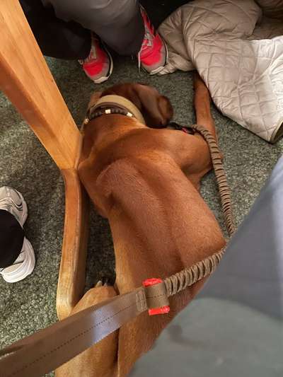 Rhodesian Ridgeback-Beitrag-Bild