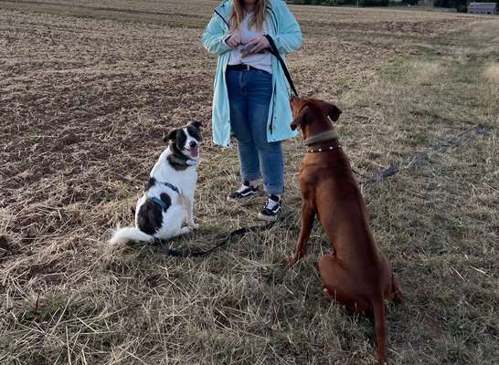 Rhodesian Ridgeback-Beitrag-Bild