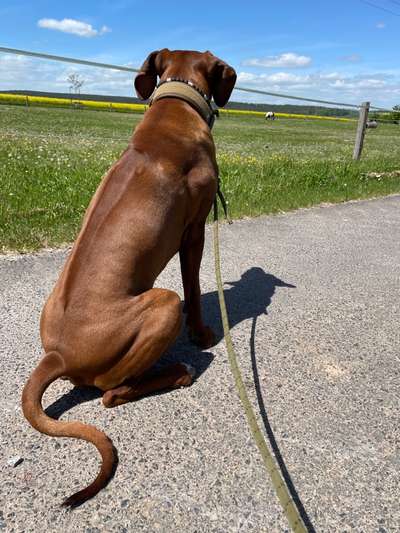 Rhodesian Ridgeback-Beitrag-Bild