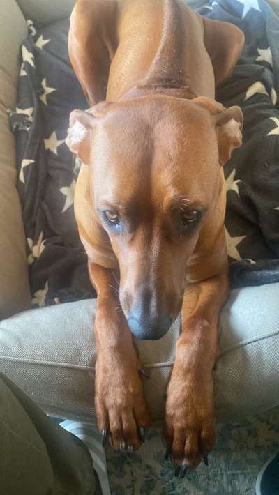 Rhodesian Ridgeback-Beitrag-Bild