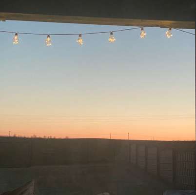 Rhodesian Ridgeback-Beitrag-Bild