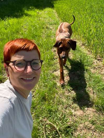 Rhodesian Ridgeback-Beitrag-Bild