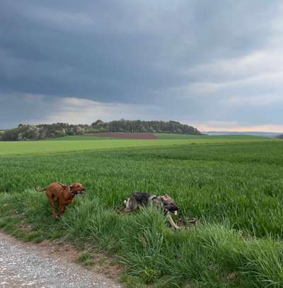 Rhodesian Ridgeback-Beitrag-Bild