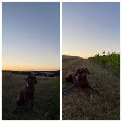 Rhodesian Ridgeback-Beitrag-Bild