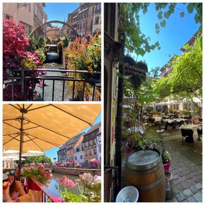 Rhodesian Ridgeback-Beitrag-Bild