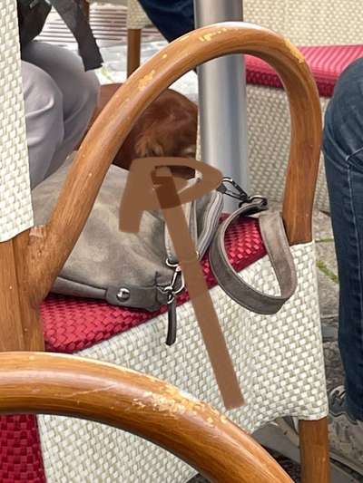 Rhodesian Ridgeback-Beitrag-Bild