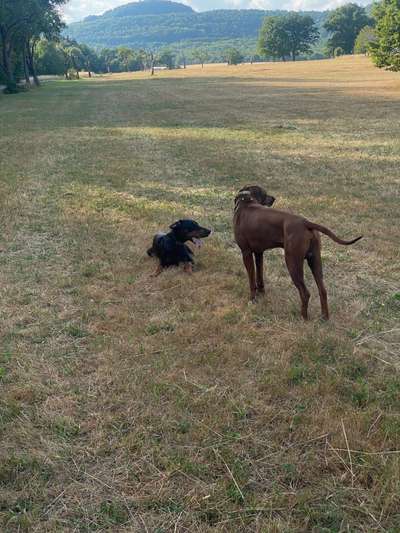Rhodesian Ridgeback-Beitrag-Bild