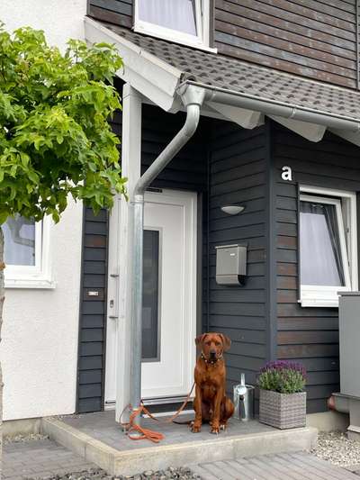 Rhodesian Ridgeback-Beitrag-Bild