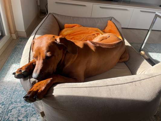 Rhodesian Ridgeback-Beitrag-Bild
