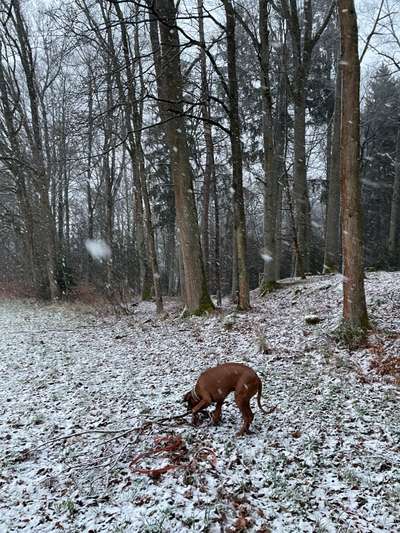 Rhodesian Ridgeback-Beitrag-Bild