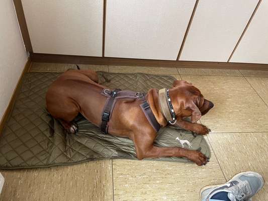 Rhodesian Ridgeback-Beitrag-Bild