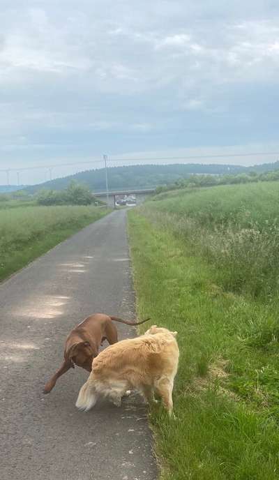 Rhodesian Ridgeback-Beitrag-Bild