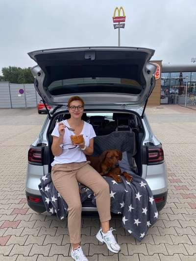 Rhodesian Ridgeback-Beitrag-Bild