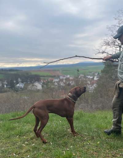 Rhodesian Ridgeback-Beitrag-Bild