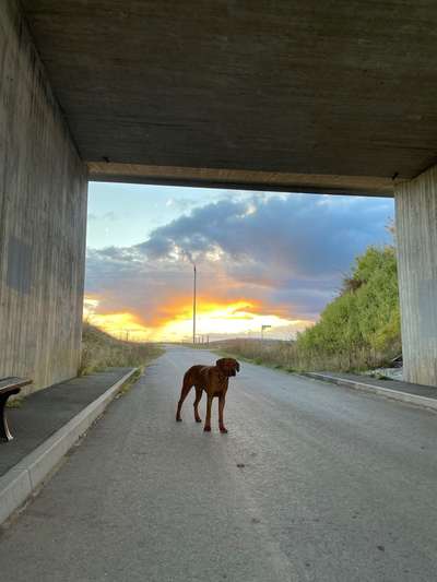 Rhodesian Ridgeback-Beitrag-Bild