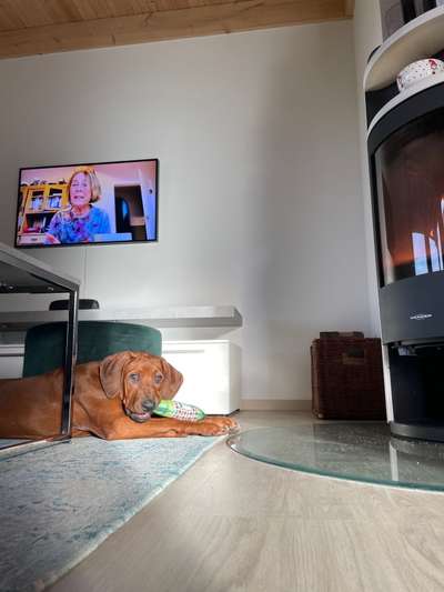 Rhodesian Ridgeback-Beitrag-Bild