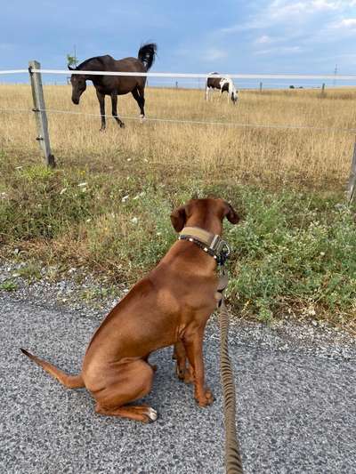 Rhodesian Ridgeback-Beitrag-Bild
