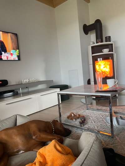 Rhodesian Ridgeback-Beitrag-Bild