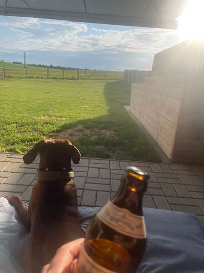 Rhodesian Ridgeback-Beitrag-Bild