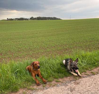Rhodesian Ridgeback-Beitrag-Bild