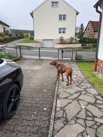 Rhodesian Ridgeback-Beitrag-Bild