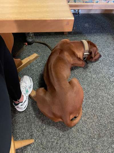 Rhodesian Ridgeback-Beitrag-Bild