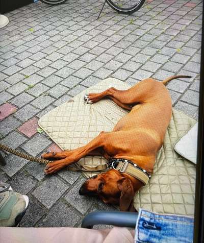 Rhodesian Ridgeback-Beitrag-Bild
