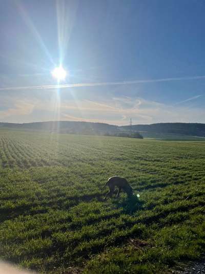 Rhodesian Ridgeback-Beitrag-Bild