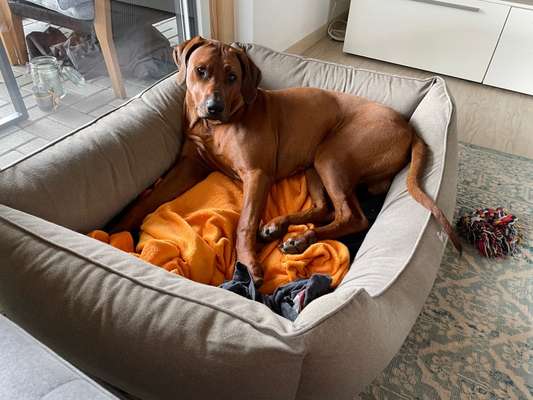 Rhodesian Ridgeback-Beitrag-Bild