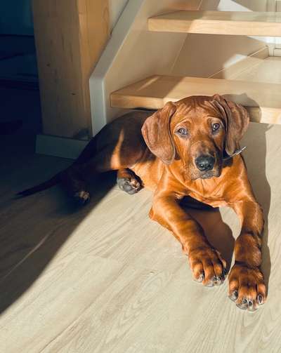 Rhodesian Ridgeback-Beitrag-Bild