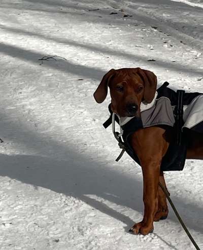 Rhodesian Ridgeback-Beitrag-Bild