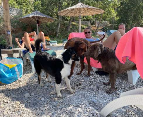 Rhodesian Ridgeback-Beitrag-Bild